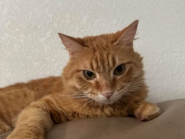 Orange tabby cat female – Saint Petersburg