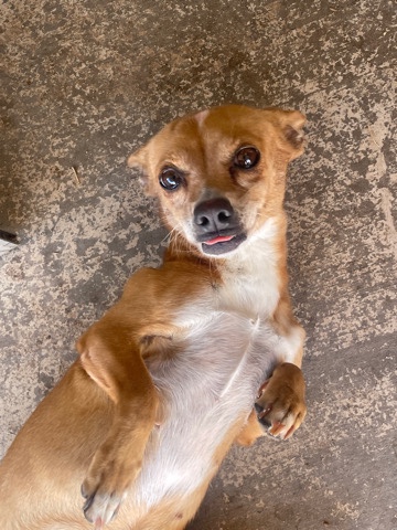 Chihuahua – rehome pet