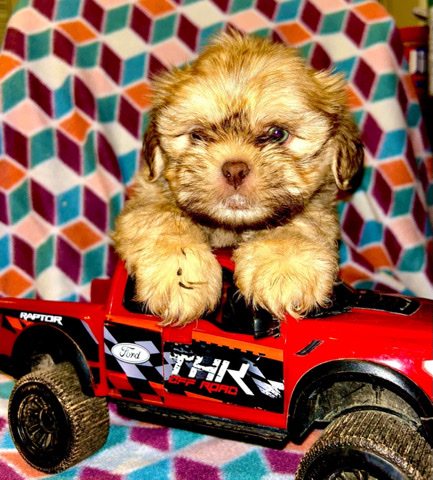 Shih Tzu – CKC Imperial Liver Shih Tzu