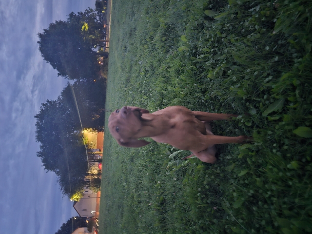 Vizsla – viszla