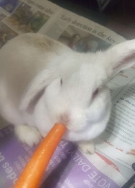 American – free bunny