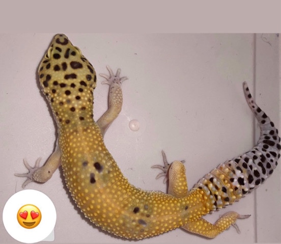 Any – Selling my leopard gecko!!