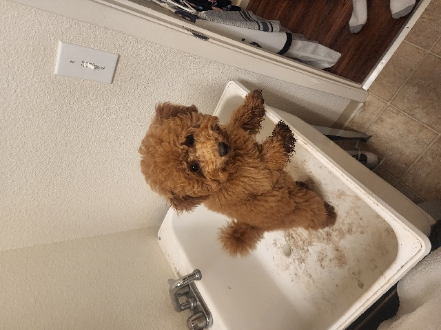 Poodle – Wonderful Toy Poodle