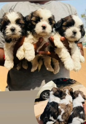 Shih Tzu – best quality breed