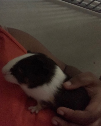 Any – Guinea Pigs