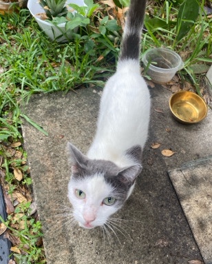 American Shorthair – Nova
