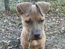 puppy for sale* – Brunswick