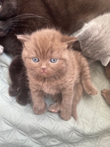 BKH Kitten