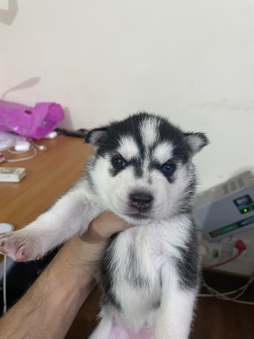 Siberian Husky – Siberian husky’s male with blue and green eyes