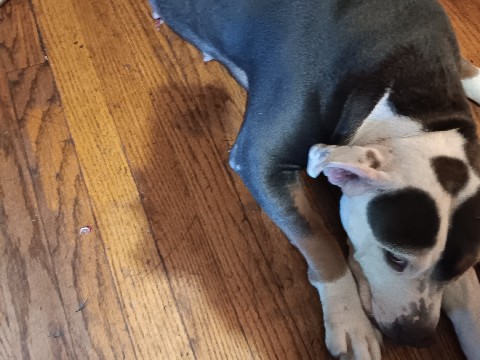 American Bulldog – Standard Bullys