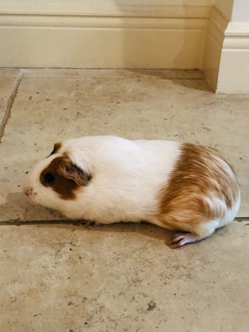 Any – Guinea Pigs make perfect Christmas presents!