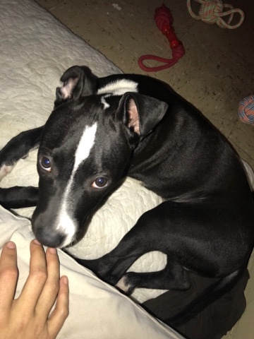 Boxer – boxer Pit