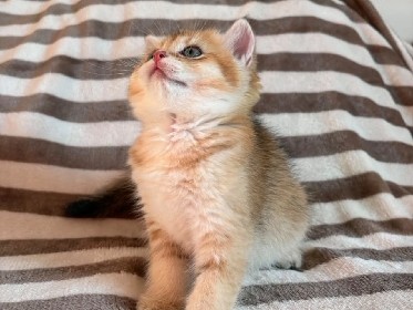British Shorthair – wunderschönen BKH-Kätzchen – Berlin