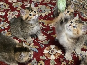 British Shorthair – wunderschönen BKH-Kätzchen – Berlin