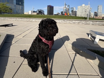 Poodle – Help find my baby a new home – Upper Darby