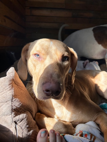 Vizsla – Ranger vizsla lab mix