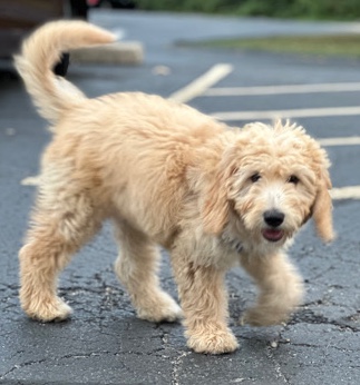 Golden Retriever – Golden doodle
