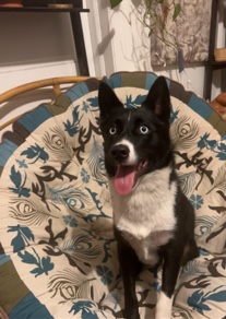 Border Collie – blue / border collie mix