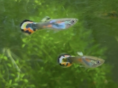 fish – North Highlands