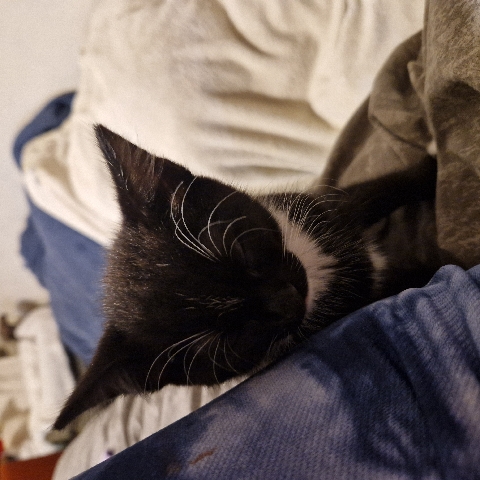 kitten 9 weeks old female