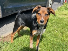 Australian Cattle Dog – rehoming – Culpeper