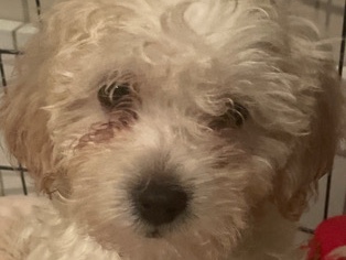 Havapoo 