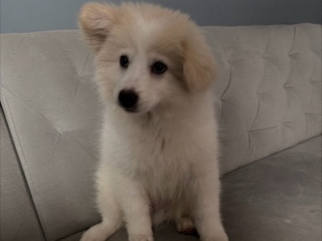 American Eskimo Dog – American Eskimo Arlo – Pawtucket