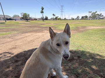 Labrador Husky – Rehome – Mesa