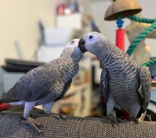 African Grey Parrots 