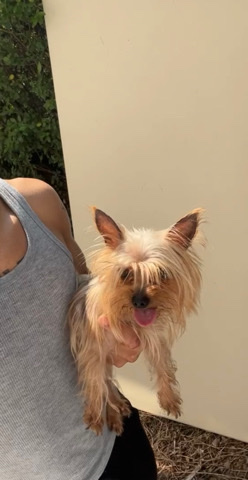 Yorkshire Terrier – Tea Cup Yorkie