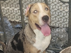 American Pit Bull Terrier – $200 Georgia Girl Cryptic Tri-Merle XL Bully – Snellville