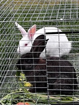 Bunnys