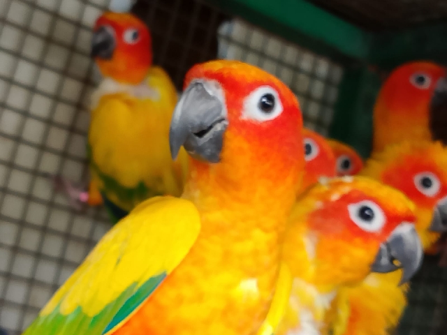 Conures – Birds for sale