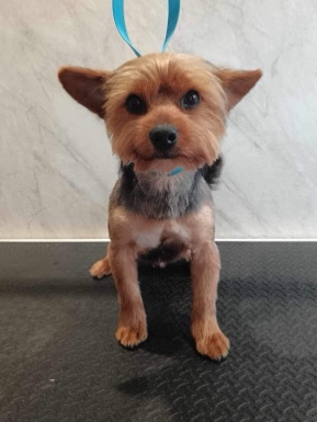 Yorkshire Terrier – yorkie for sale