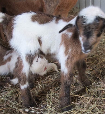 Any – adorable Nigerian dwarf goats available
