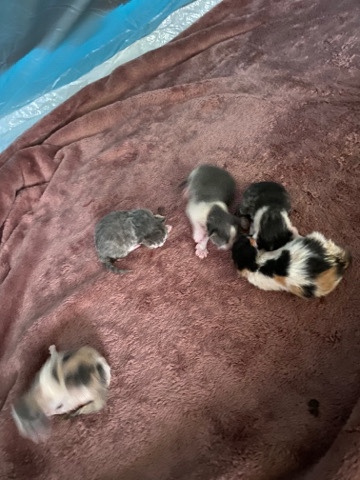 Persian (Modern) – Persian/Maine **** Mix Kittens