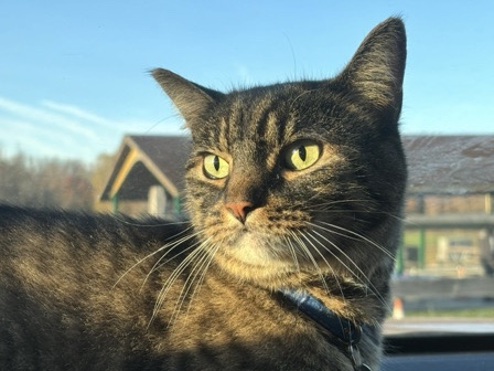American Shorthair – Looking for a Loving Home for a Calm 9-Year-Old Cat – Manalapan