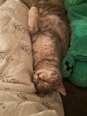 Australian Mist – 8 month old Oaki needs a new Home!
