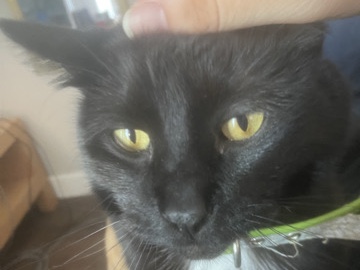 American Shorthair – cat – Falcon Heights