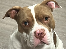 Mixed Breed – rehome immediately – Atlanta