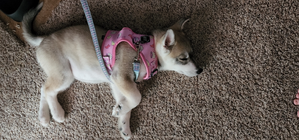 Siberian Husky – Husky for sell