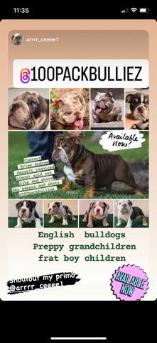 Olde English Bulldogge – English Bulldog