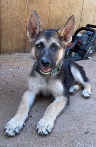 German Shepard