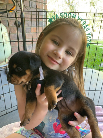 Rottweiler – Rottweiler puppies