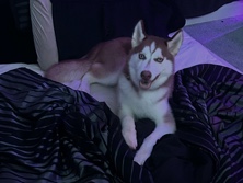 Siberian Husky – Cinnamon Husky – Ararat