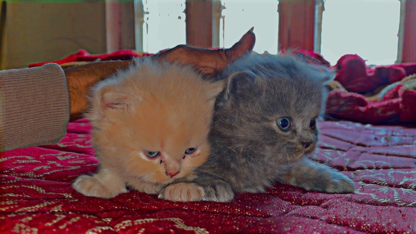 Persian cat