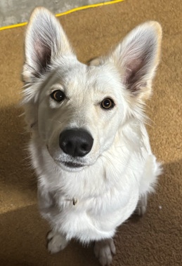 Border Collie – Home for Roxxi