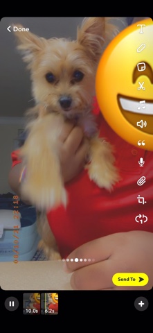 Yorkshire Terrier – Bella Brown