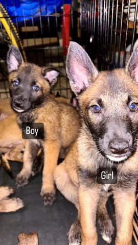 purebred belgian malinois