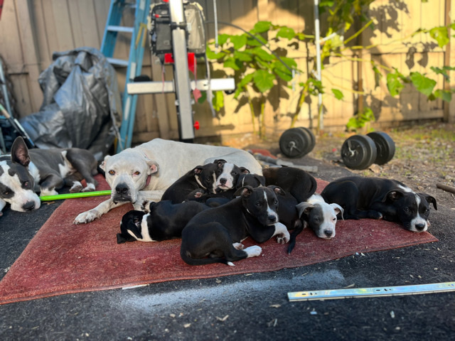 Dogo Argentino – Puppies